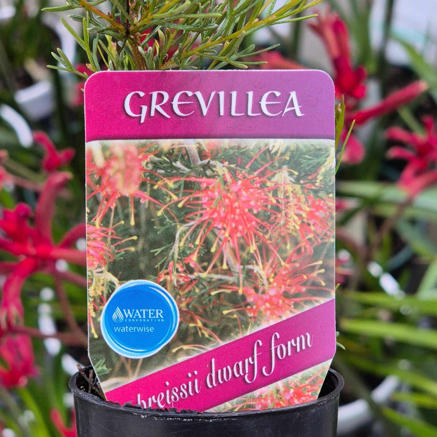 Grevillea preissii dwarf form