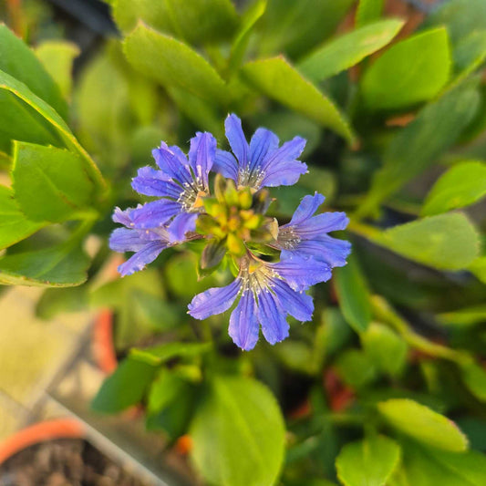 Scaevola nitida 'Aussie Spirit'
