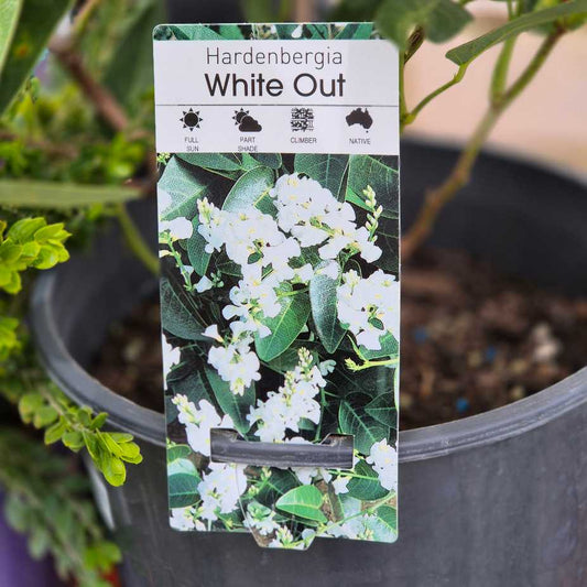 Hardenbergia 'White Out'