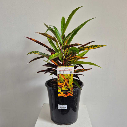 Croton Super Zanzibar