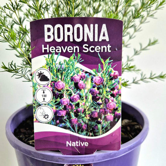 Boronia 'Heaven Scent'