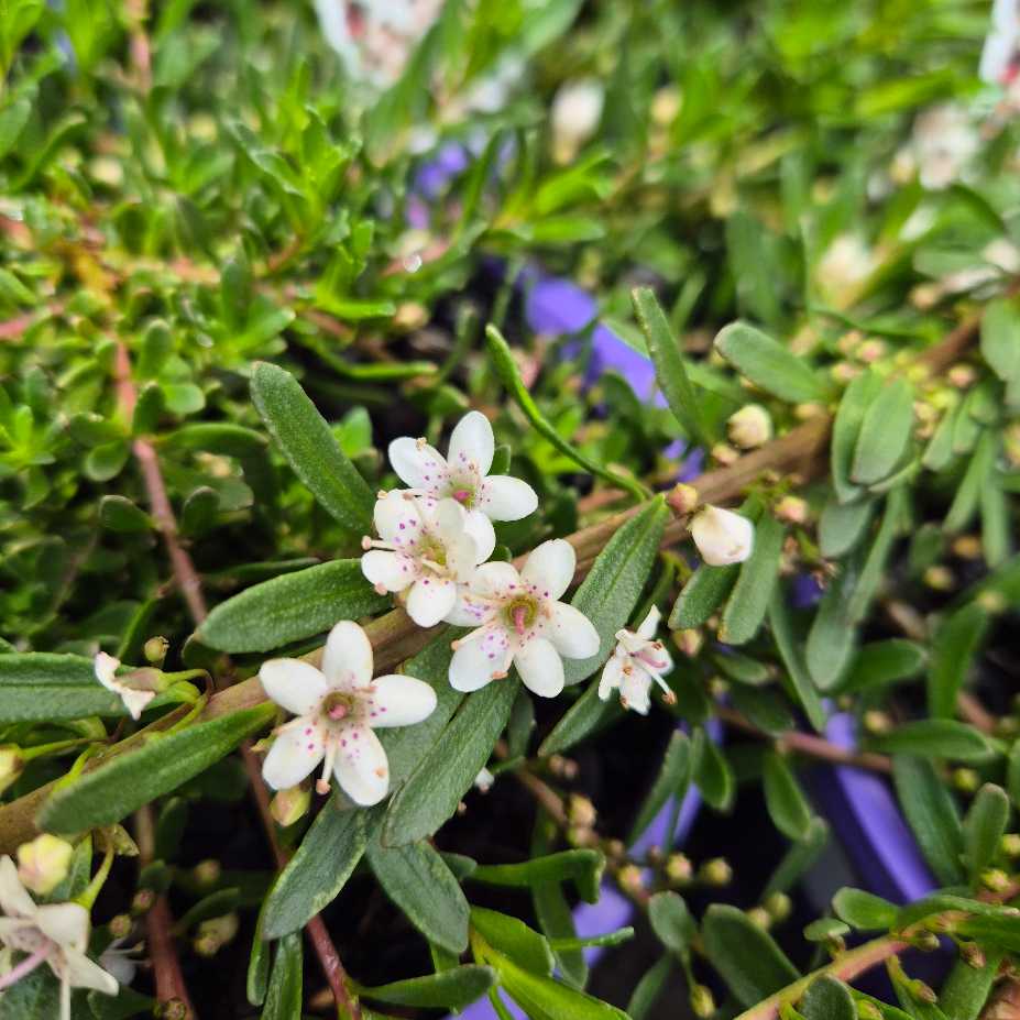 Myoporum parvifolium Purpurea