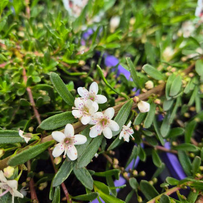 Myoporum parvifolium Purpurea