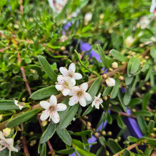 Myoporum parvifolium Purpurea