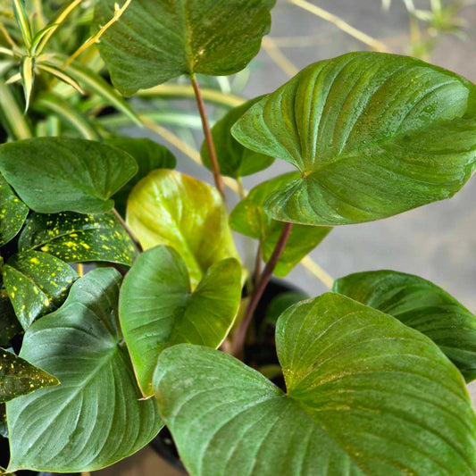 Homalomena maggi
