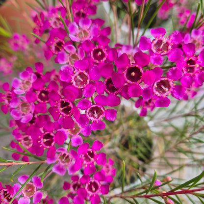 Chamelaucium ‘Purple Rain'