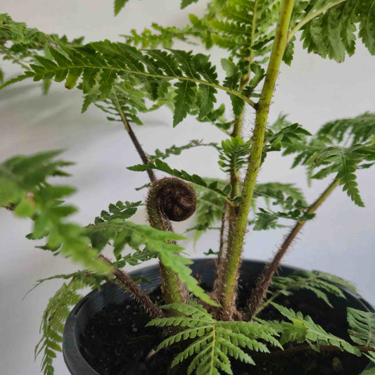 Australian Tree Fern