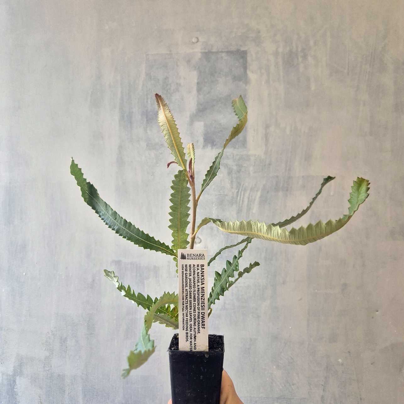 Banksia menziesii dwarf