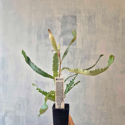 Banksia menziesii dwarf
