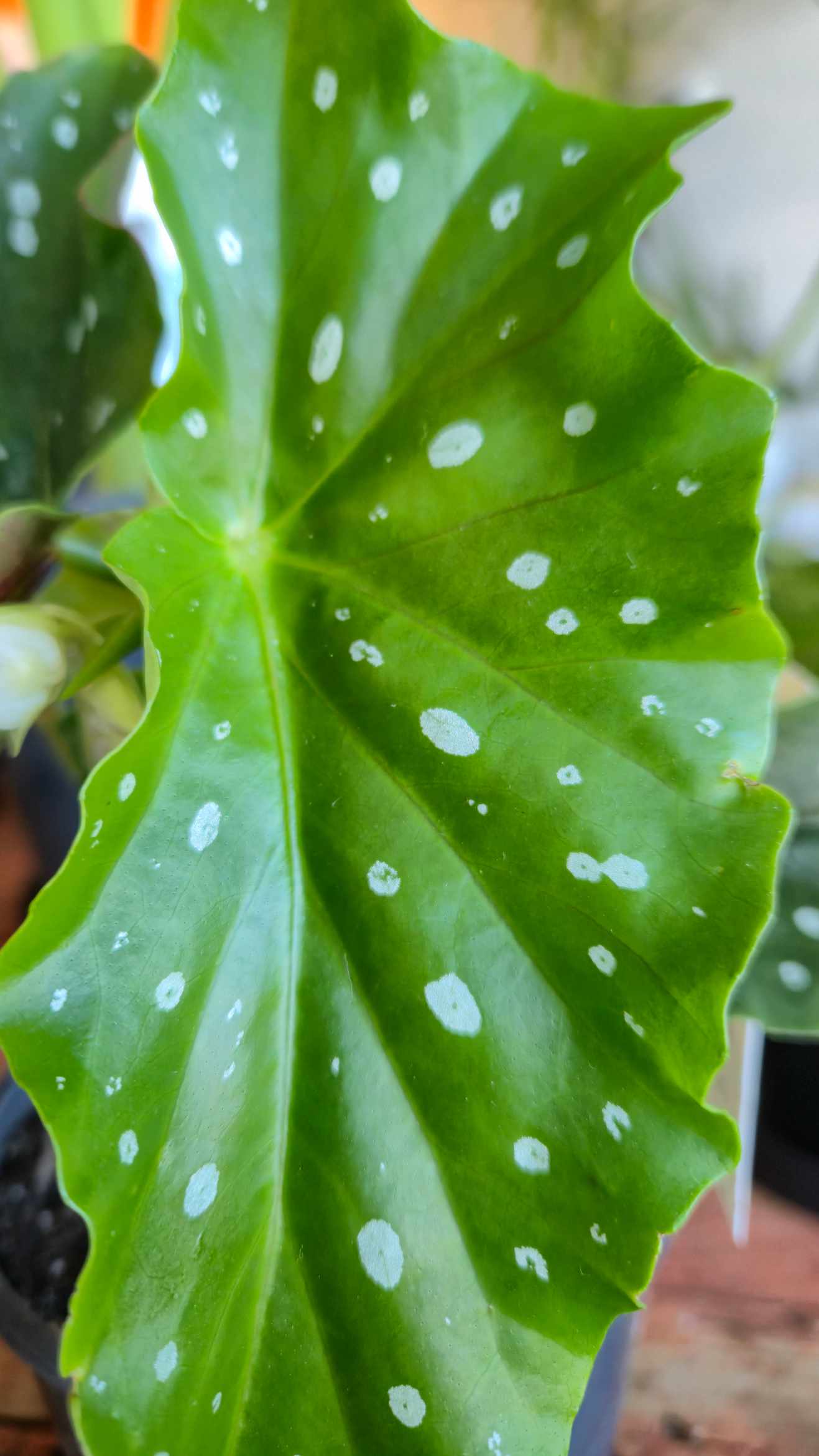 Polka Dot Begonia - Begonia maculata