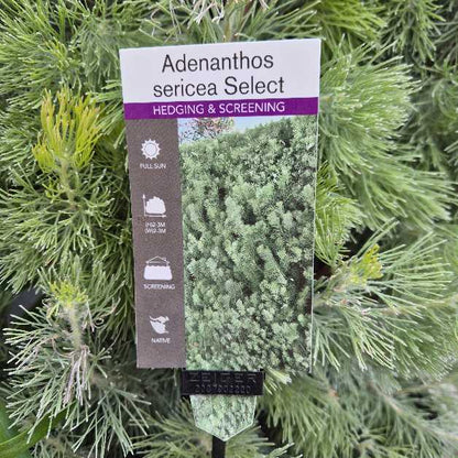 Adenanthos sericea Select