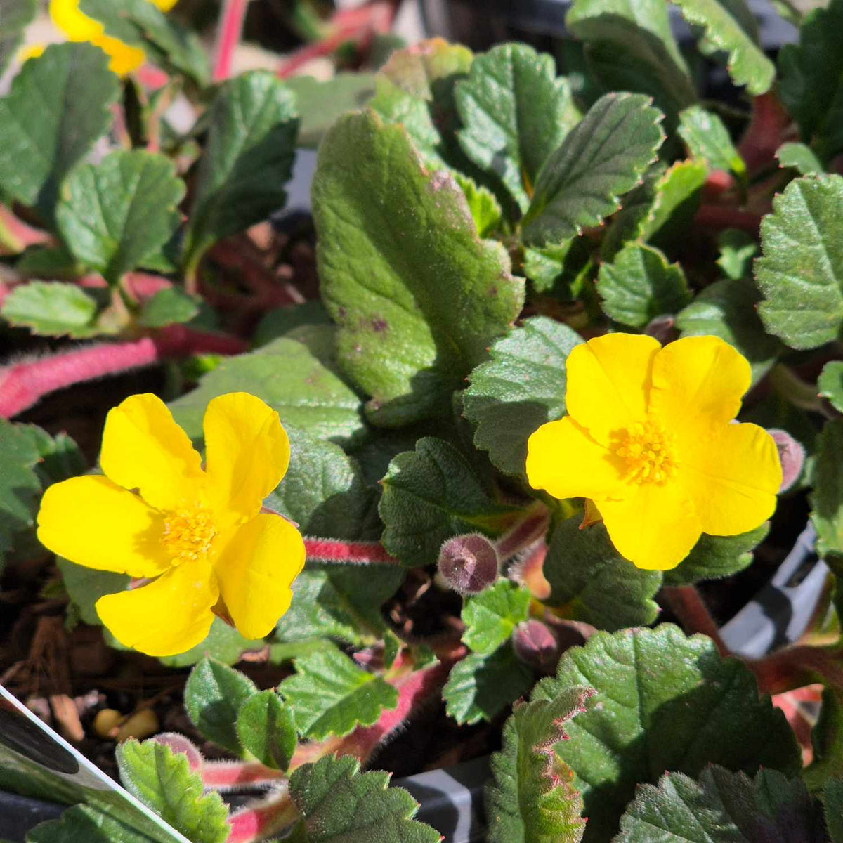 Hibbertia grossularifolia