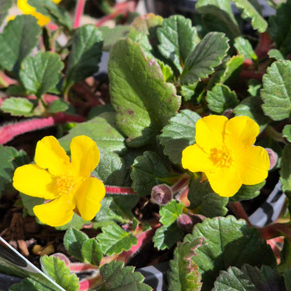 Hibbertia grossularifolia