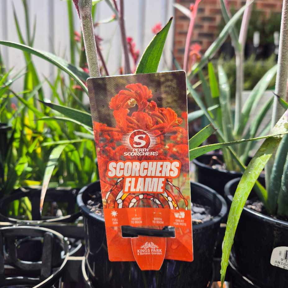 Anigozanthos 'Scorchers Flame'