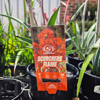 Anigozanthos 'Scorchers Flame'