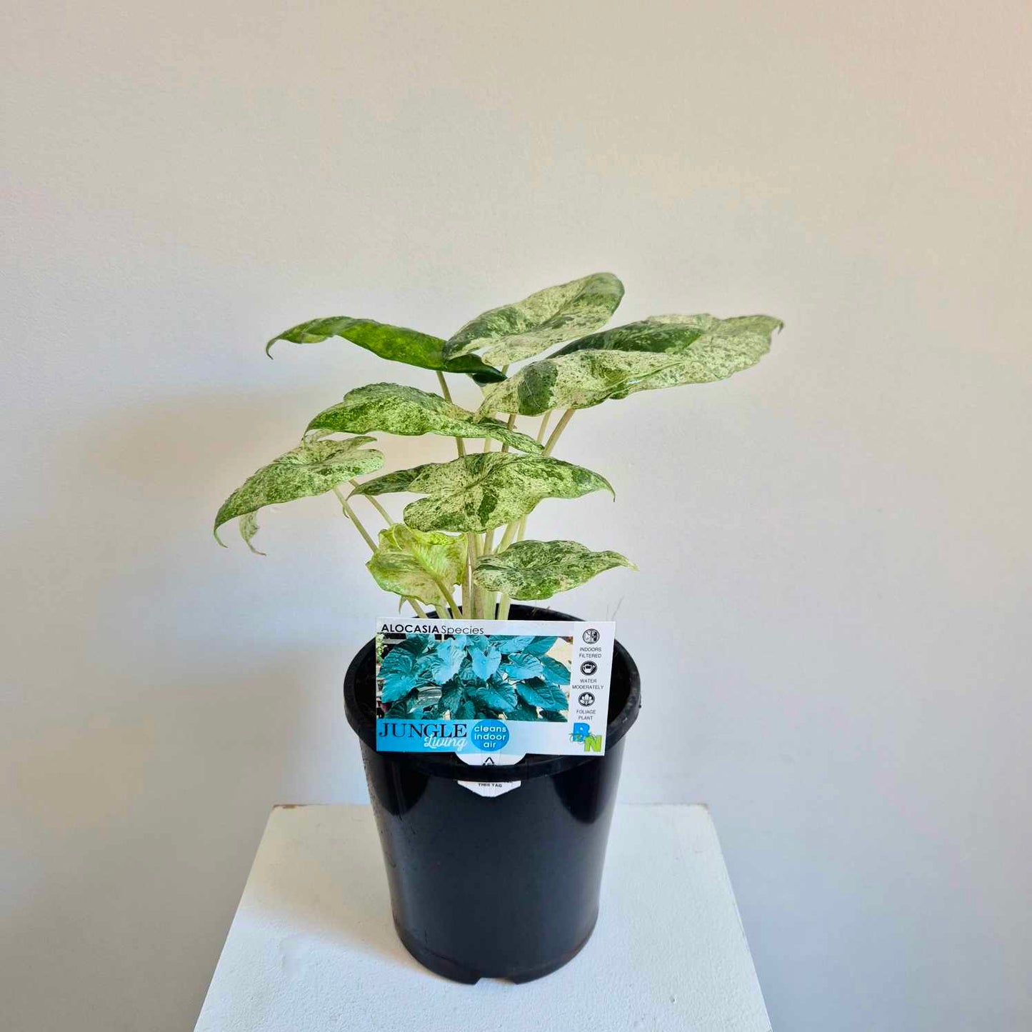 Alocasia odora batik