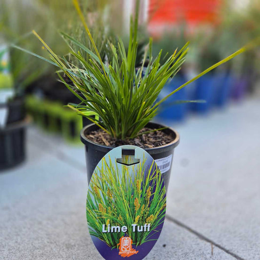 Lomandra 'Lime Tuff'