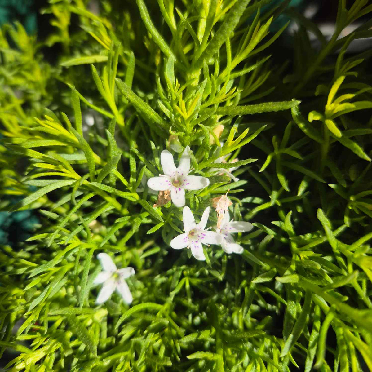 Myoporum Fine Leaf