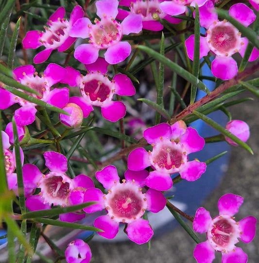 Chamelaucium 'Purple Pride'