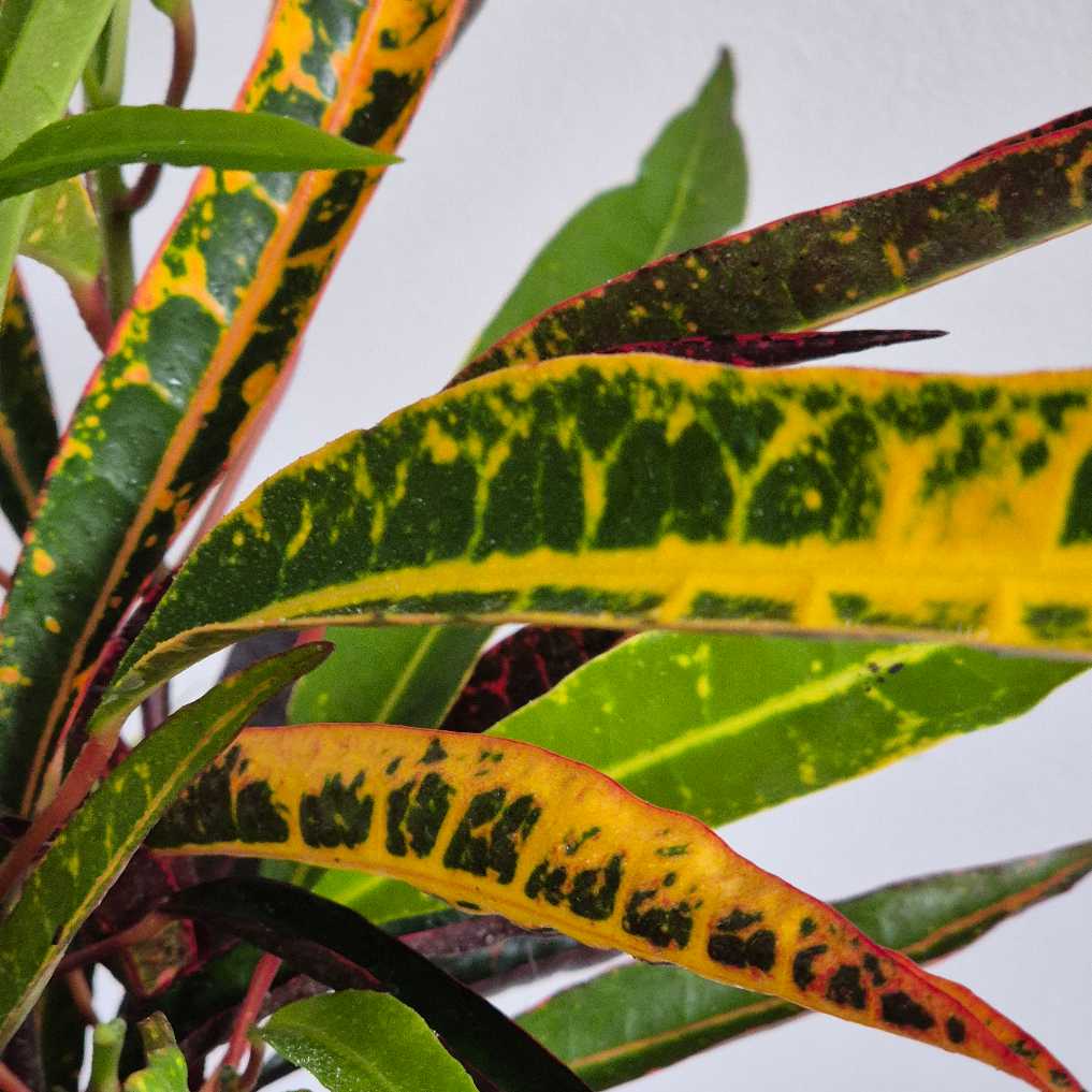 Croton Super Zanzibar