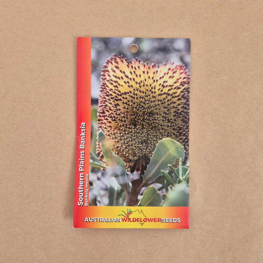 Banksia media Seeds