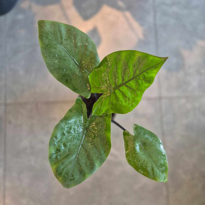 Alocasia Dark Star