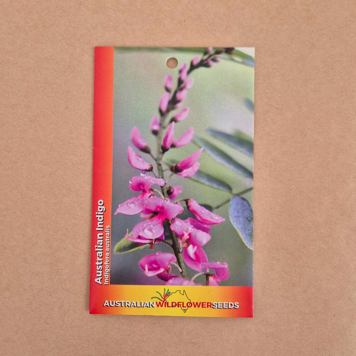 Australian Indigo Seeds - Indigofera australis