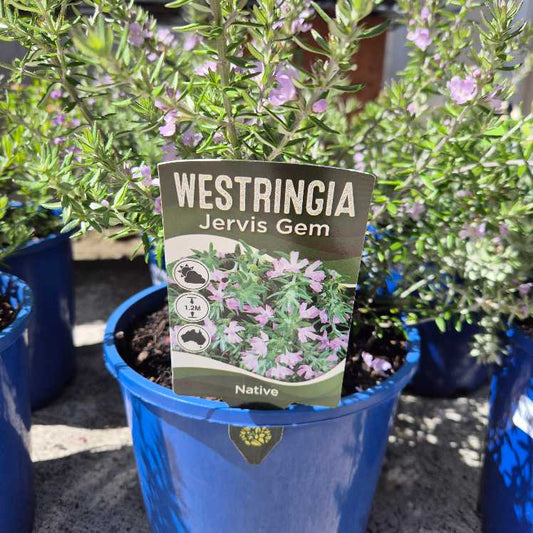 Westringia 'Jervis Gem'