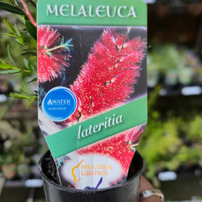 Melaleuca lateritia