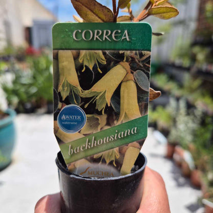 Correa backhouseana