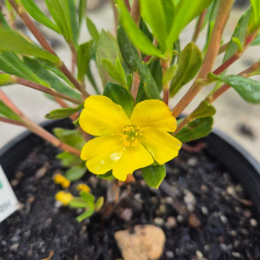 Hibbertia cuneiformis