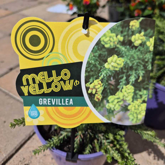 Grevillea lanigera 'Mello Yellow'