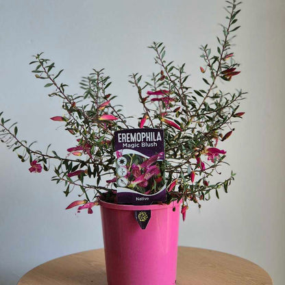 Eremophila 'Magic Blush'