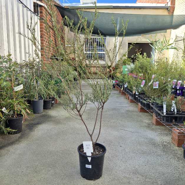 Melaleuca fulgens
