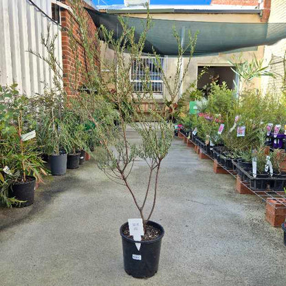 Melaleuca fulgens