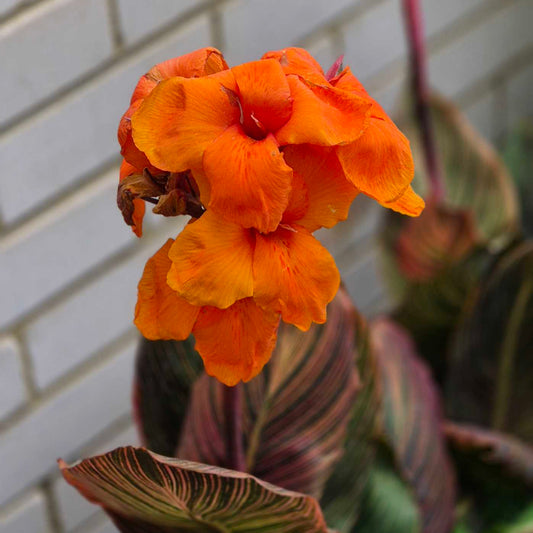 Canna Tropicana