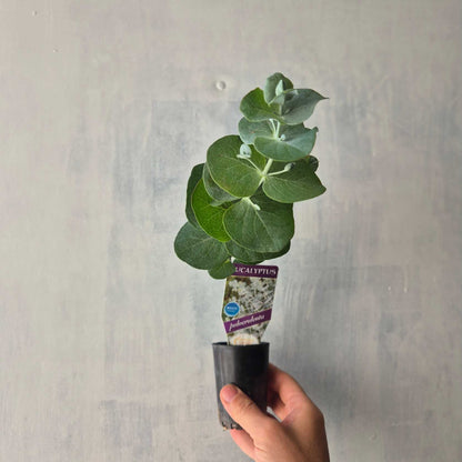 Eucalyptus pulverulenta - Silver Dollar Gum