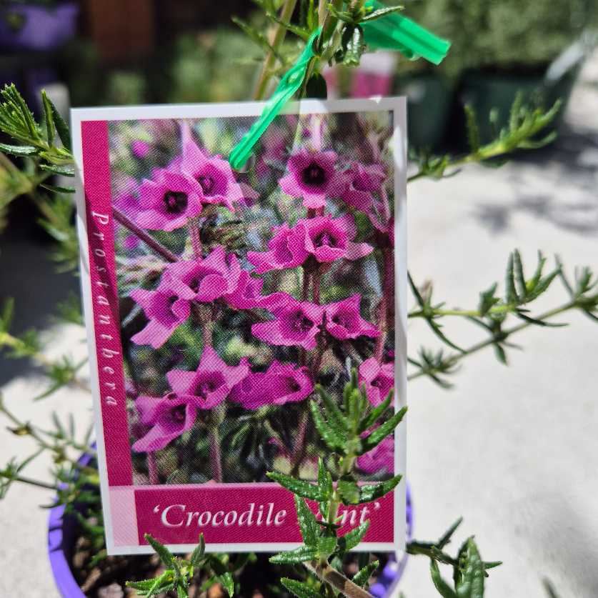 Prostanthera crocodyloides