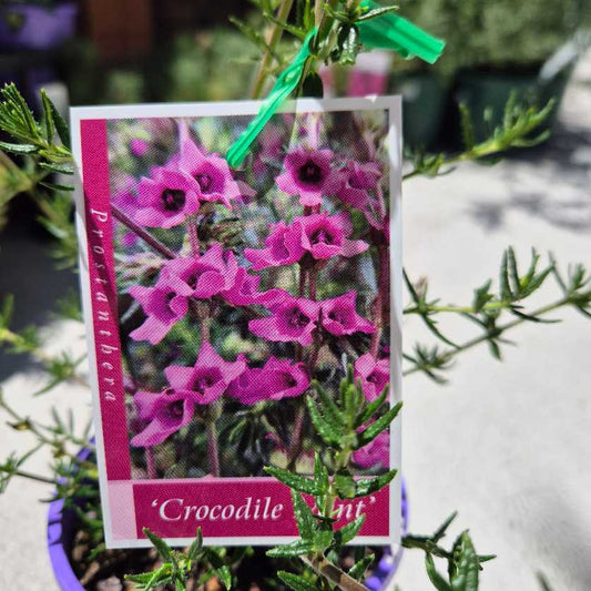 Prostanthera crocodyloides