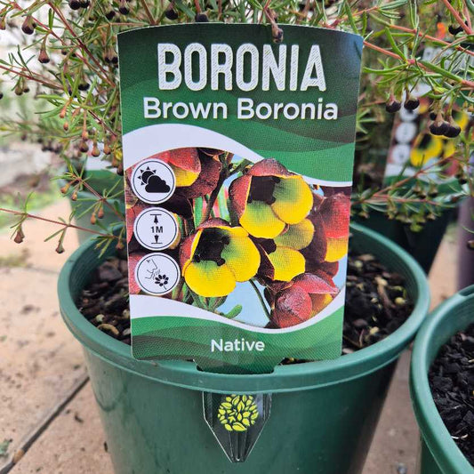 Scented Boronia | Boronia megastigma
