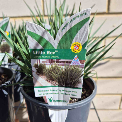 Little Rev™ Dianella revoluta