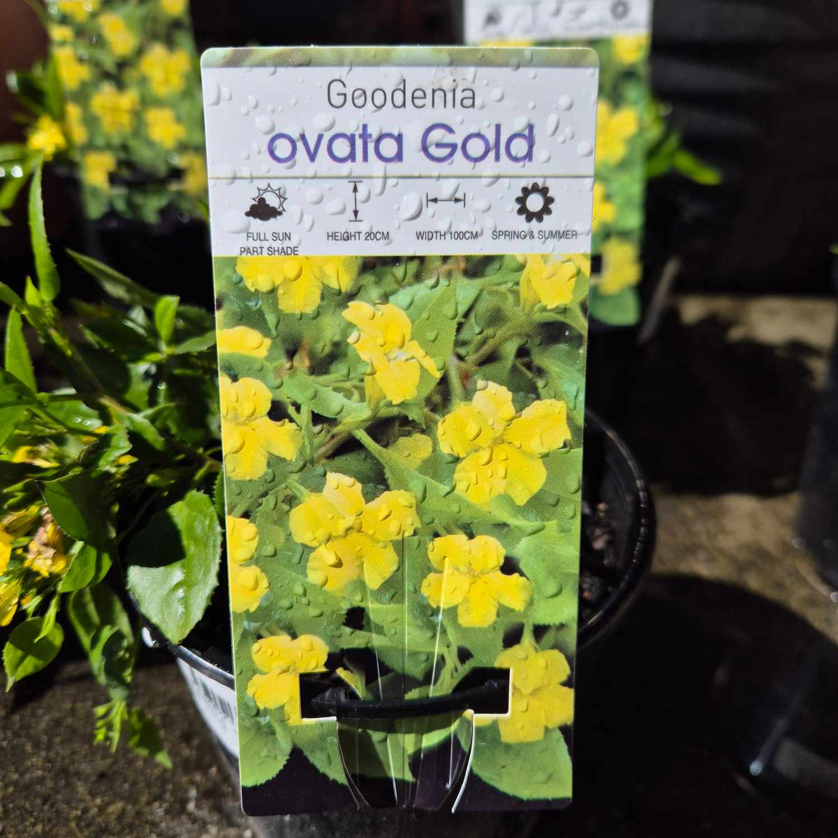 Goodenia ovata Gold