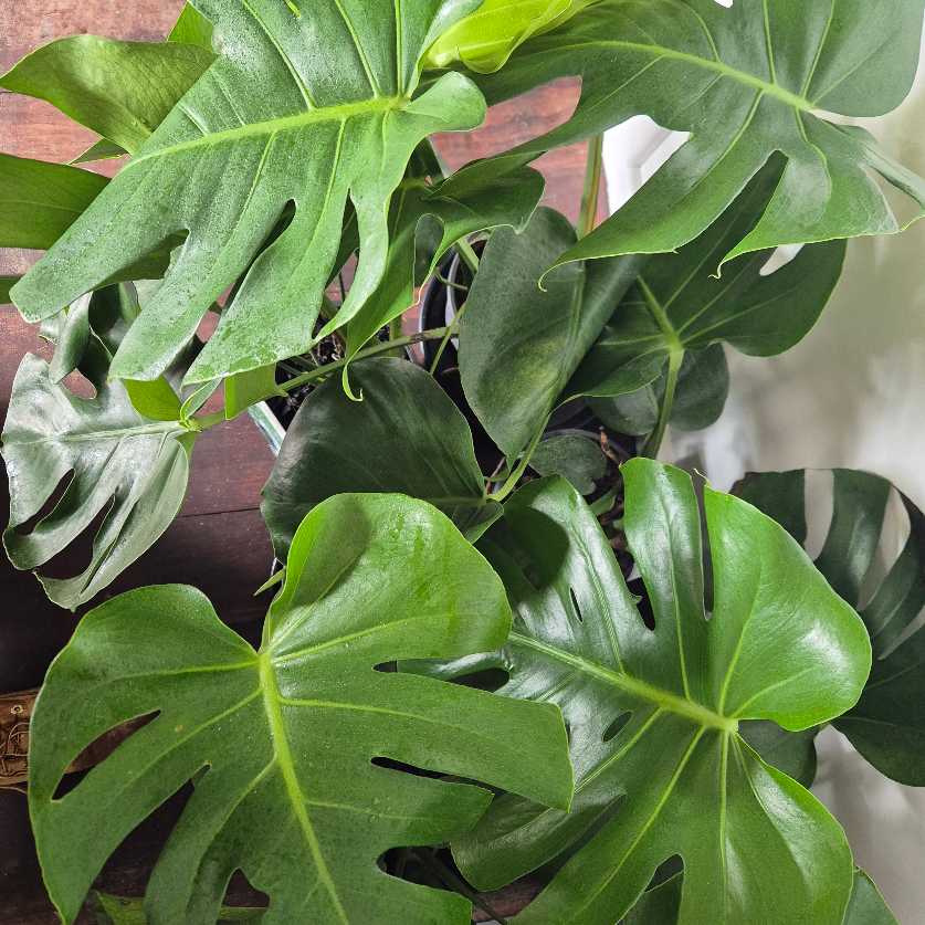 Monstera deliciosa