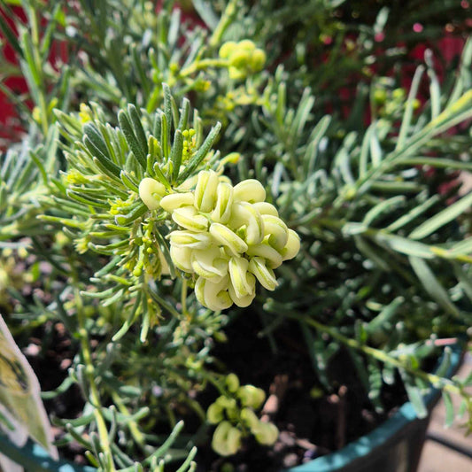 Grevillea 'Lanigera 'Lutea'