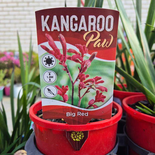 'Big Red' Kangaroo Paw