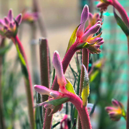 Kings Park 'Royale' Kangaroo Paw