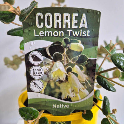 Correa Lemon Twist