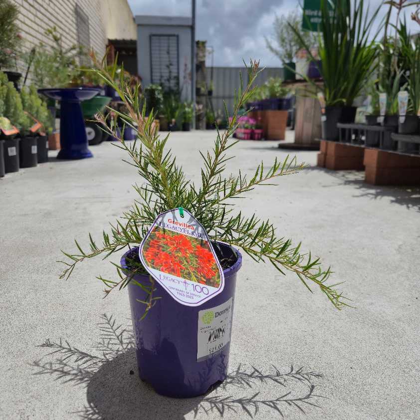 Grevillea 'Legacy Flame'