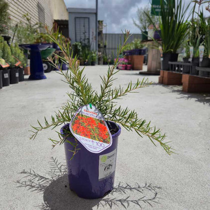 Grevillea 'Legacy Flame'