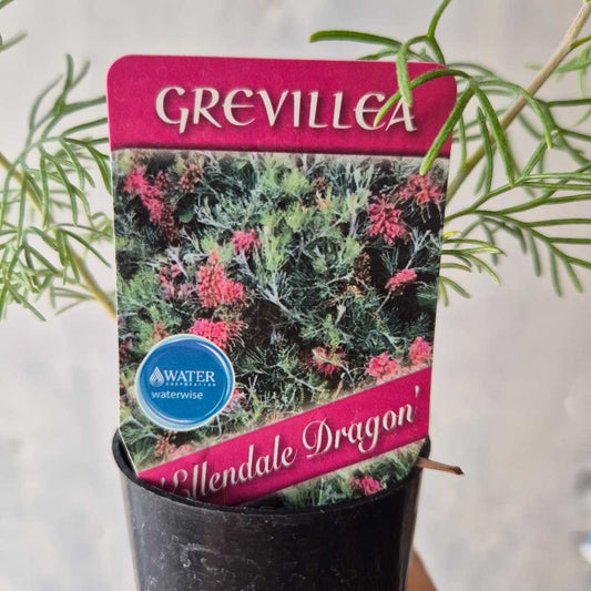 Grevillea Ellendale Dragon